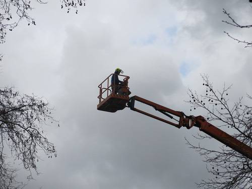 Cherry picker with Tree experts inspecting trees