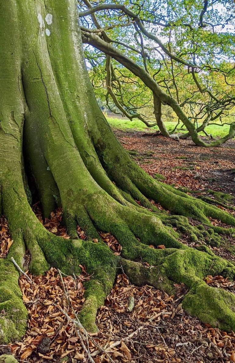 Ancient Tree roots