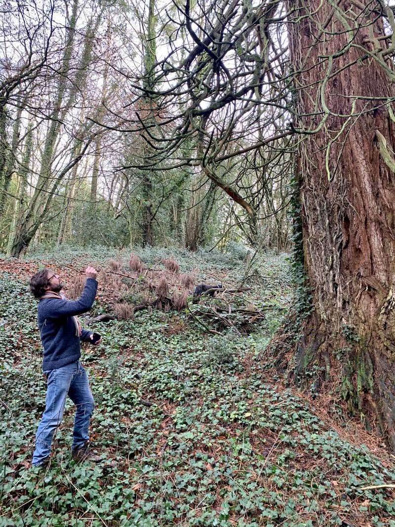 Demain Pace tree expert inspecting a tree