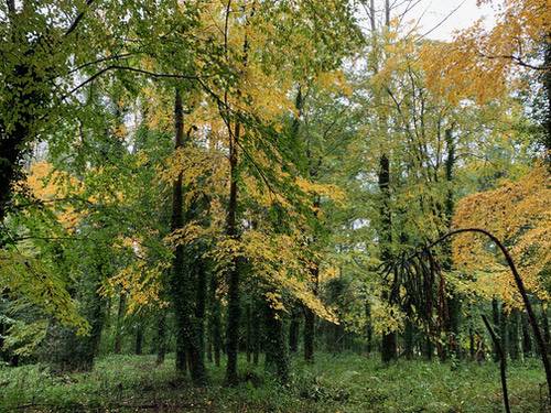 Accuro Environmental arboriculture project