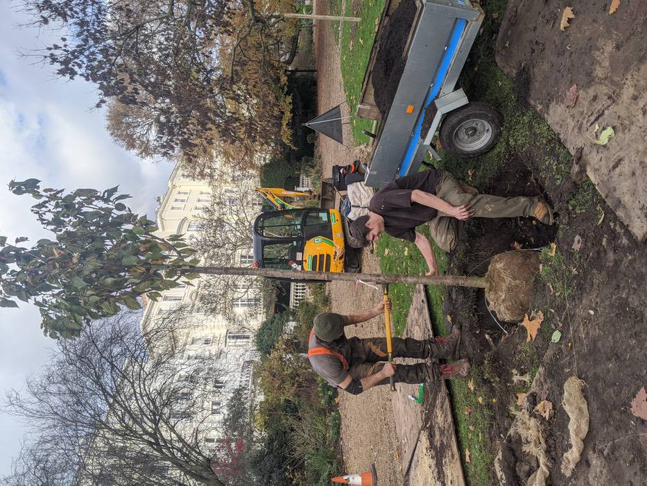 Tree specialist planting new trees.