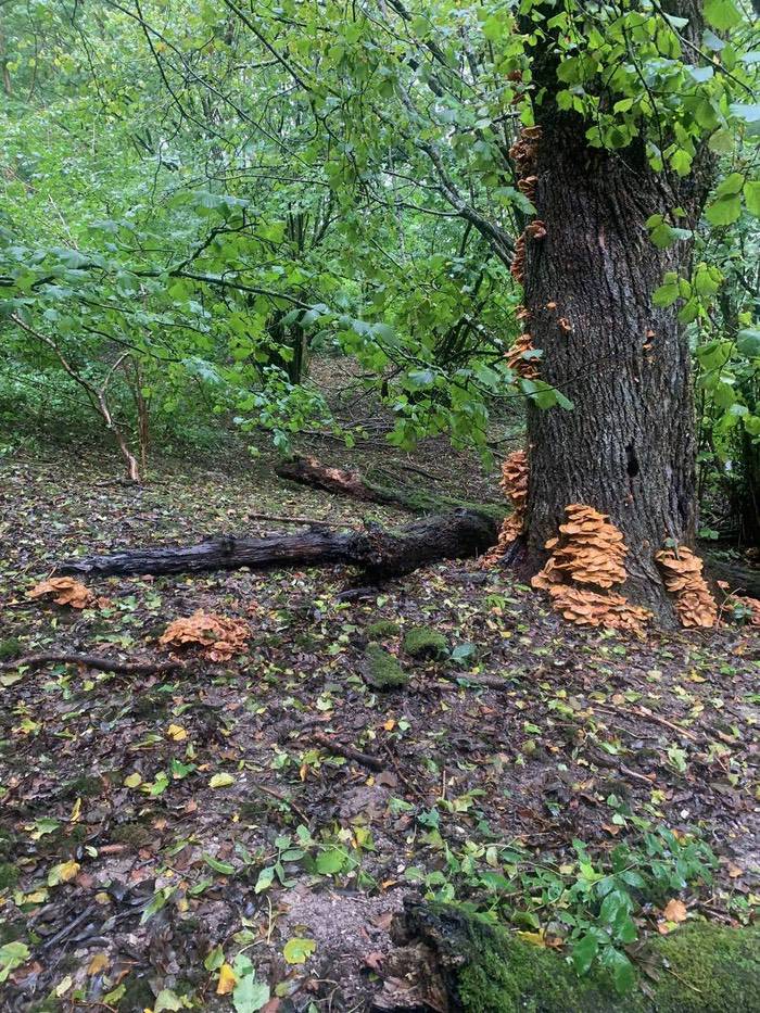 Established tree needing treatment