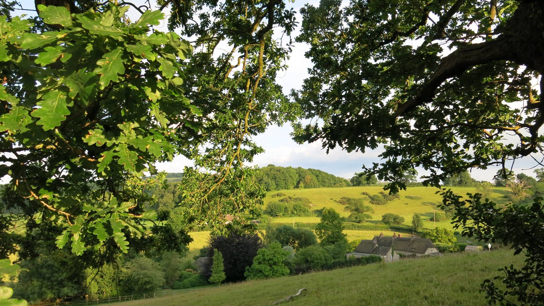 Planted Oak Trees by Noble Trees