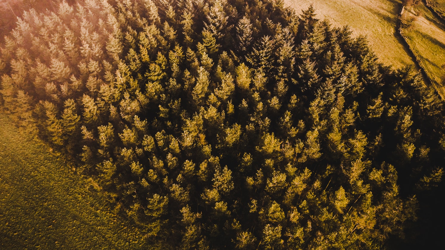 Planted forest of trees