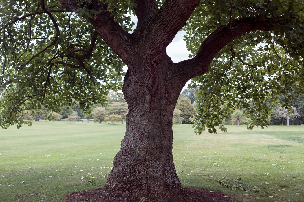 Established Oak tree planted in English park